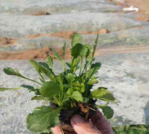 白晶菊的生长习性 白晶菊养植技巧