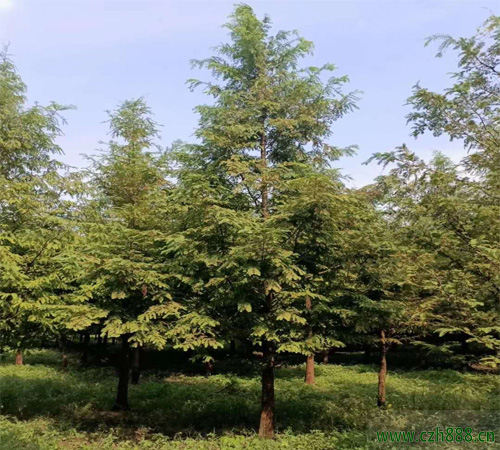 水杉适合什么时候移植？ 水杉移植的方法