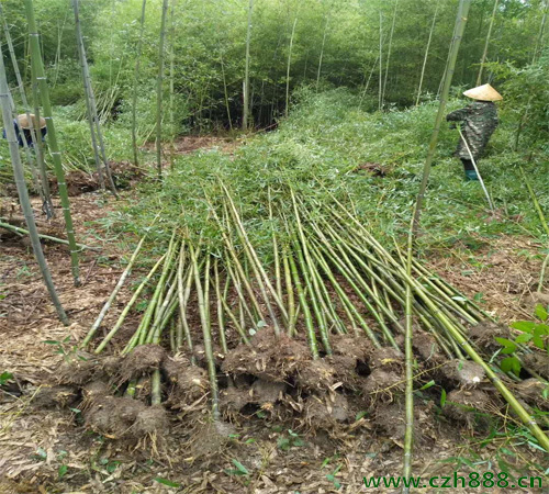 刚竹养植的方法 刚竹种植的注意事项