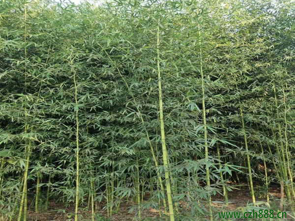 刚竹养植的方法 刚竹种植的注意事项