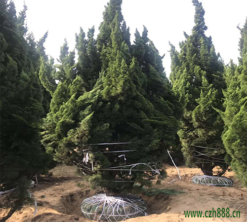 龙柏的栽植与养护方法有哪些?看看这些细节