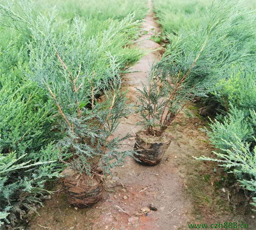 沙地柏种植方法和养护分享
