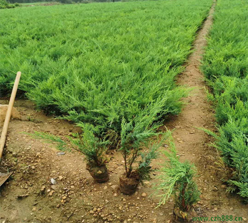 沙地柏种植方法和养护分享