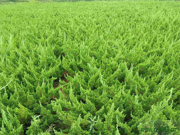 龙柏好不好种植？龙柏的栽植与养护方法