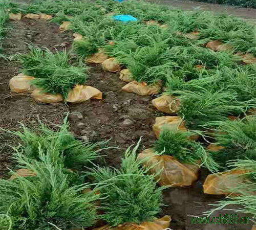 龙柏好不好种植？龙柏的栽植与养护方法