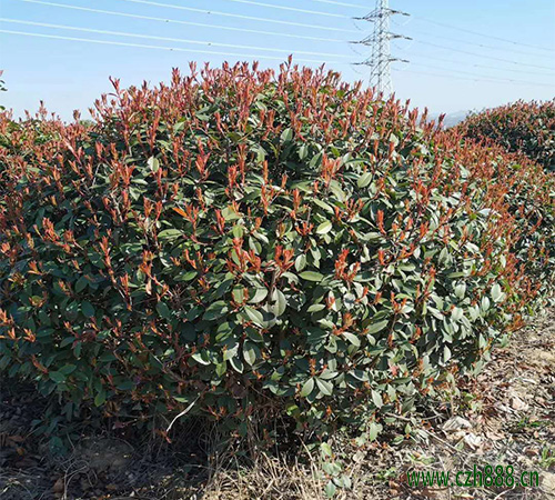 红叶石楠有哪些病虫害? 红叶石楠病虫害防治方法