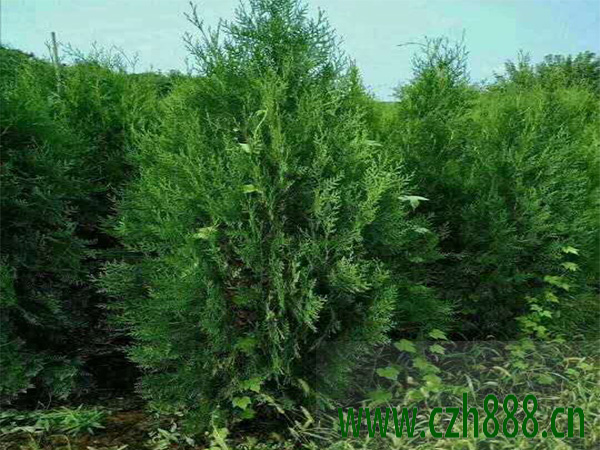 什么是侧柏的抗逆性? 侧柏种植的价值