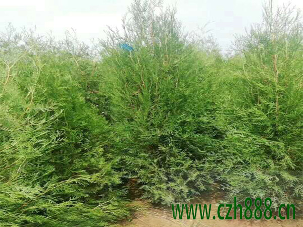 什么是侧柏的抗逆性? 侧柏种植的价值