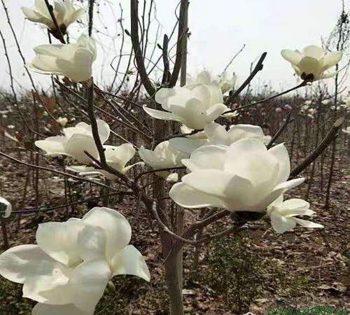 白玉兰的花期管理 如何延长白玉兰花期