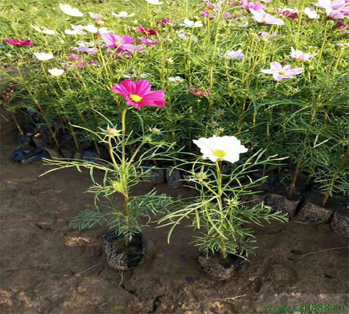 波斯菊如何培育? 波斯菊的培育技术详细介绍