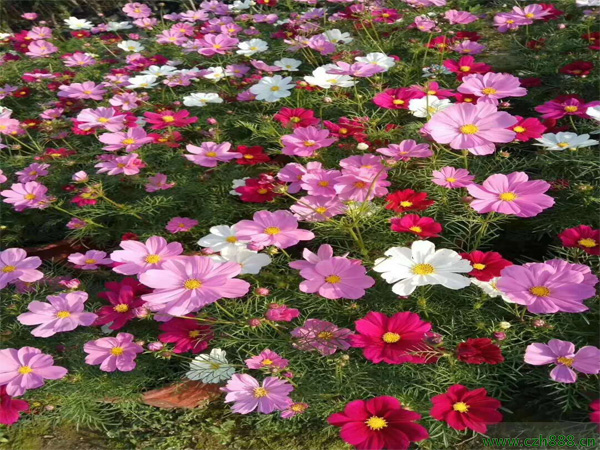 波斯菊如何培育? 波斯菊的培育技术详细介绍