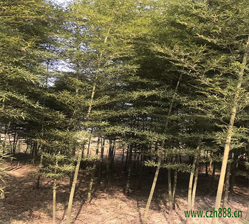 毛竹的种植和管理 毛竹的幼竹管理方法