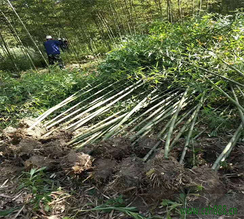 毛竹的种植和管理 毛竹的幼竹管理方法