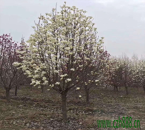 半枝莲种植方法介绍 半枝莲种子怎么种植？