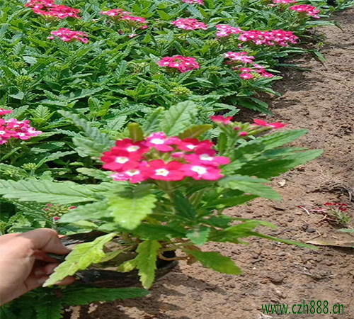 美女樱的养殖介绍，要注意这些细节