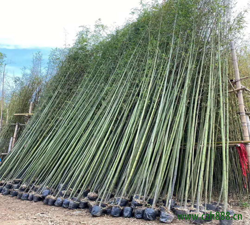 刚竹如何繁植 刚竹的繁植方法有哪些?