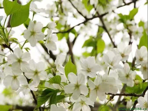 樱花适合什么时间栽种? 樱花的修剪技巧