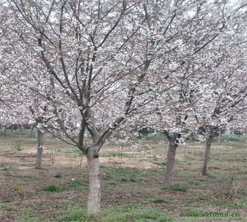 樱花适合什么时间栽种? 樱花的修剪技巧