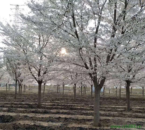 樱花适合什么时间栽种? 樱花的修剪技巧