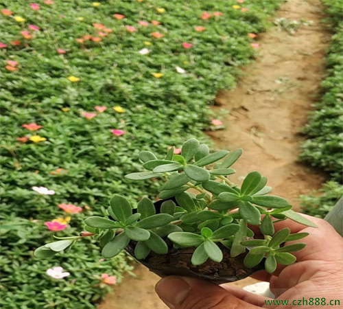 半枝莲的种植方法 半枝莲的种植方法详细介绍