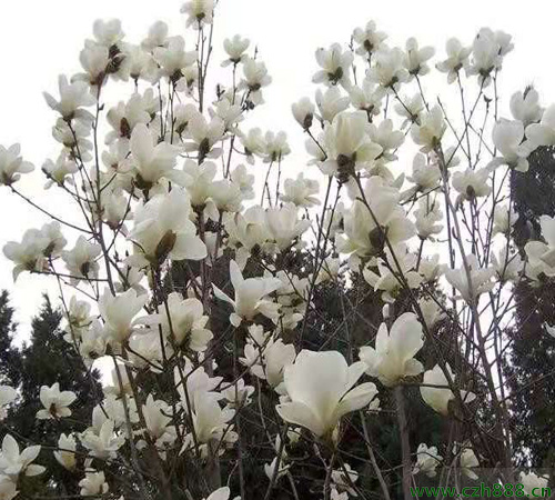 怎么修剪白玉兰?修剪白玉兰要注意哪些细节