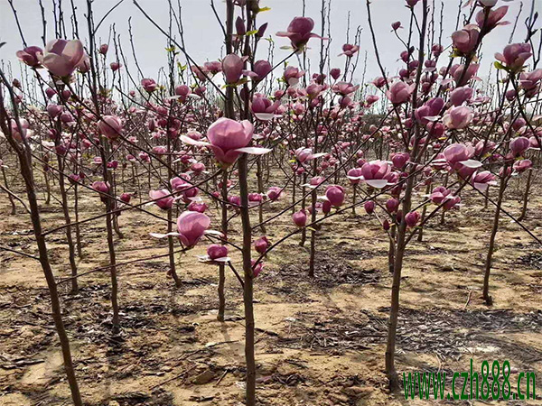 种植的紫玉兰为什么不开花？看看这些原因