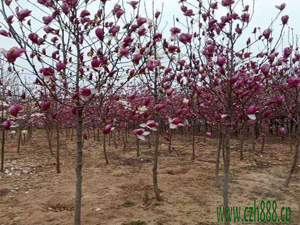 紫玉兰一般什么时候开花?