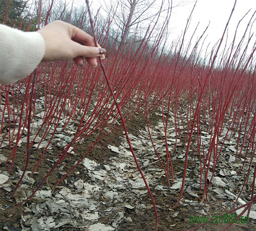 红瑞木是如何繁植的？ 红瑞木的扦插繁育方法