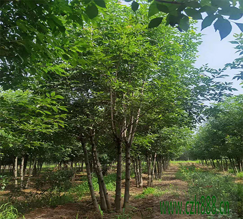 白蜡什么时间适合育苗? 白蜡幼苗的管理方法