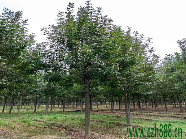 白蜡什么时间适合育苗? 白蜡幼苗的管理方法
