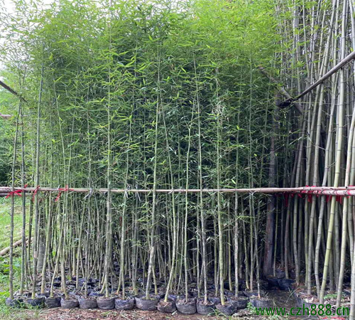 刚竹的基本情况介绍 刚竹的繁衍方法