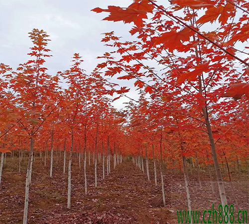 美国红枫的适用种植范围 美国红枫生长特征