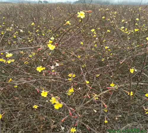 你知道迎春花有毒吗？ 迎春花毒性大不大？