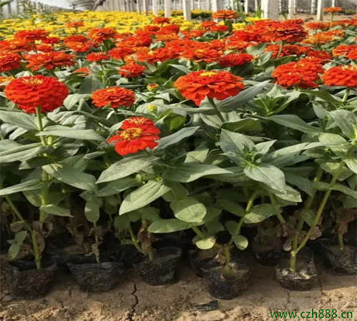 百日草是哪一种植物? 百日草耐高温吗?