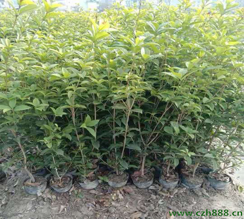 桂花树适合在几月播种? 桂花树耐寒吗?