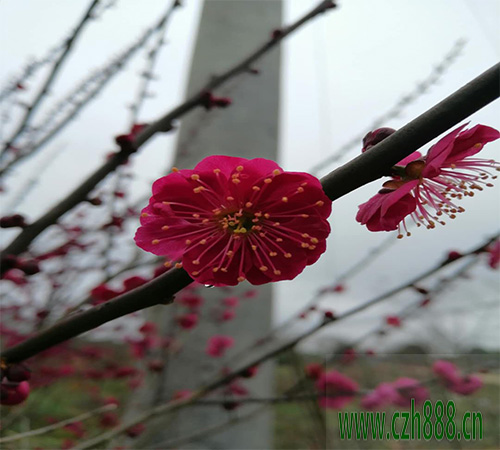 梅花为什么不开花？ 梅花多久才开花？