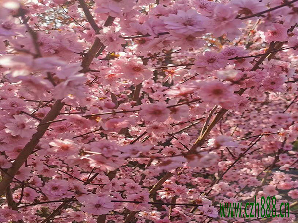 梅花为什么不开花？ 梅花多久才开花？