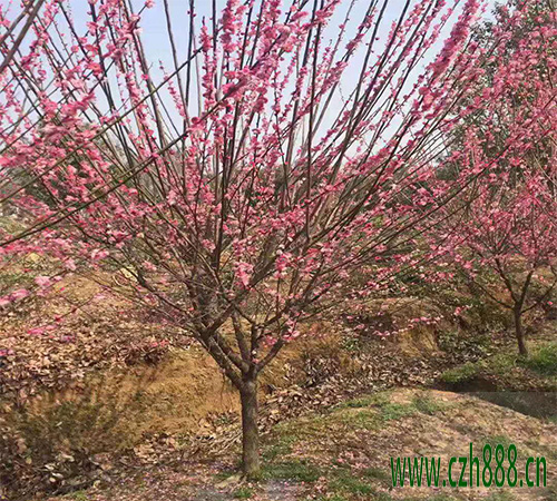 梅花为什么不开花？ 梅花多久才开花？