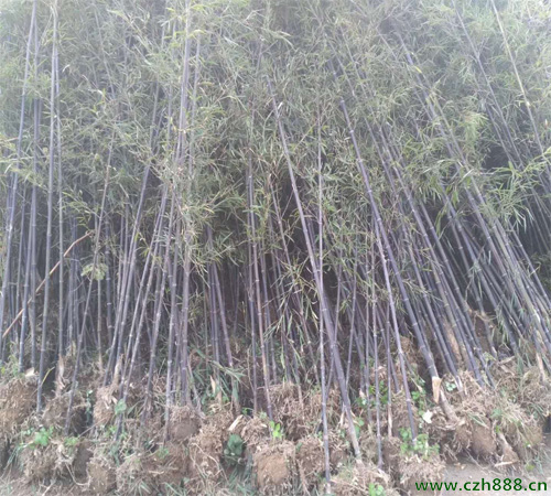土培紫竹如何种植？ 紫竹种植的注意事项