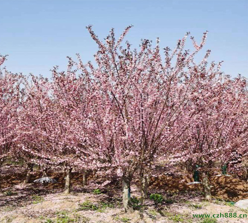 紫玉兰树移栽如何可以提高成活率