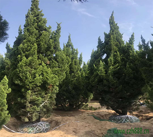 龙柏养殖方法介绍,龙柏种植要注意的细节