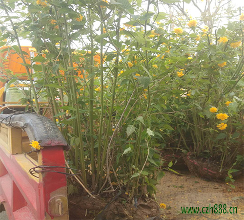 棣棠什么时间适宜修剪? 棣棠的种植方法