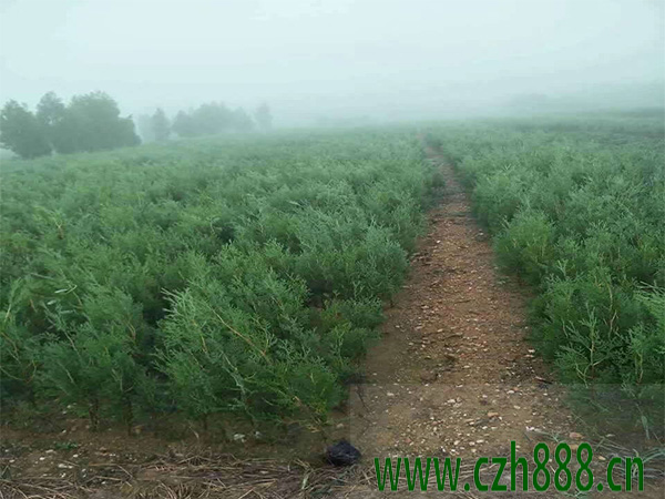 侧柏适合什么季节种植？ 侧柏种植的注意事项