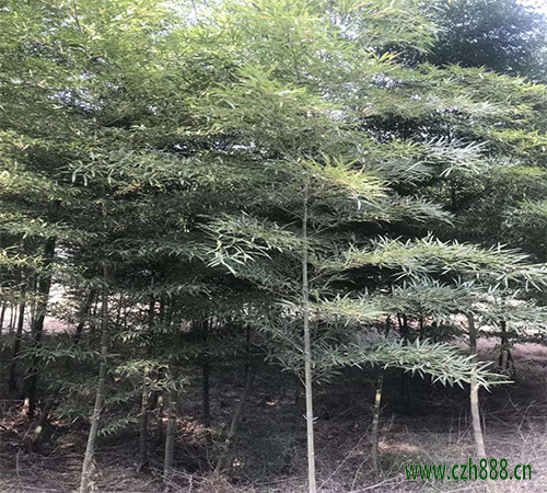 毛竹的养植方法和注意事项 毛竹种植时种子如何选择?