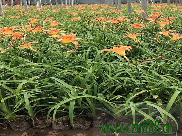 大花萱草花期有多长时间? 大花萱草花期的注意事项