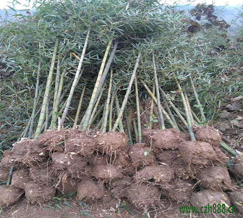 雷竹如何养植？  雷竹的病虫害防治