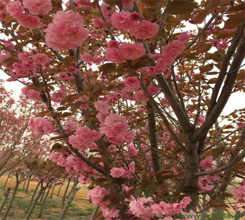 晚樱又叫什么? 晚樱的花期是好久?