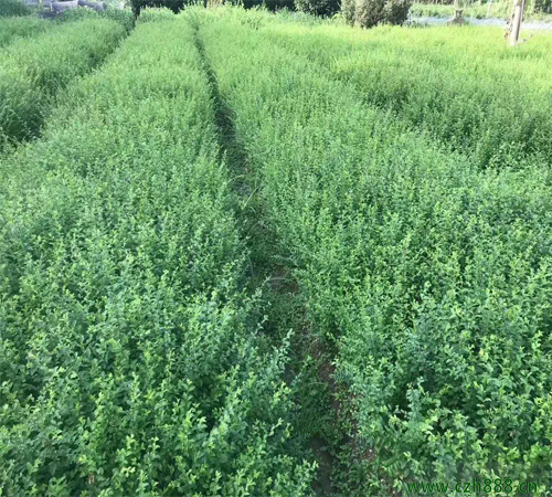 小叶女贞什么时候开花? 小叶女贞喜欢阳光吗?