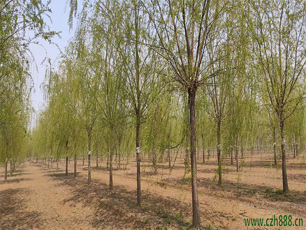 垂柳会开花吗? 垂柳开花在几月?
