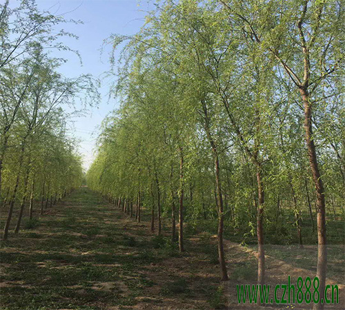 柳树什么时候修剪合适? 柳树修剪需要考虑的方面